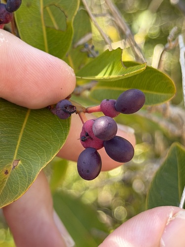 Ouratea litoralis, photograph 3