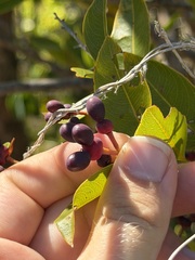 Ouratea litoralis, photograph (c) Alex Doyle, some rights reserved (CC BY)
