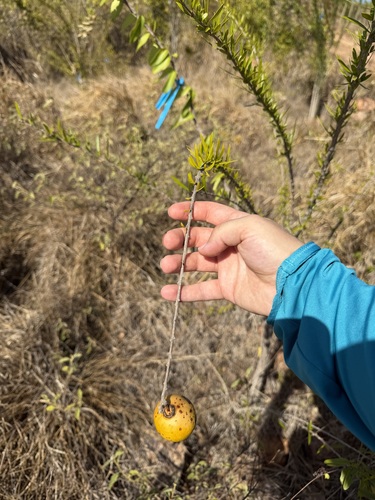 Crescentia linearifolia