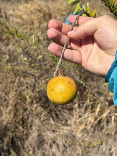Crescentia linearifolia, photograph 4