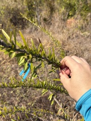 Crescentia linearifolia, photograph (c) Alex Doyle, some rights reserved (CC BY)