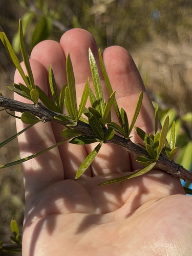 Crescentia linearifolia, photograph 2