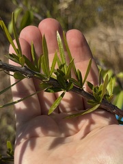 Crescentia linearifolia, photograph (c) Alex Doyle, some rights reserved (CC BY)