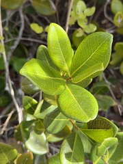 Eugenia sessiliflora, photograph (c) Alex Doyle, some rights reserved (CC BY)