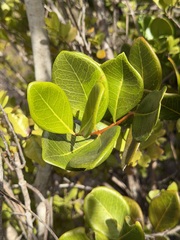 Eugenia sessiliflora