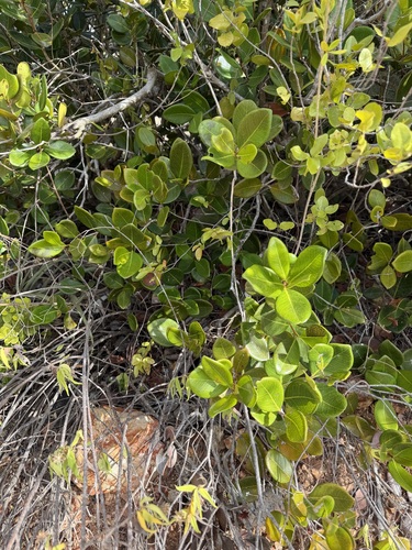 Eugenia sessiliflora, photograph 2