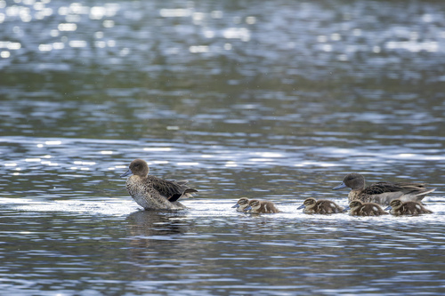 Andean Teal (Anas andium), photo 5