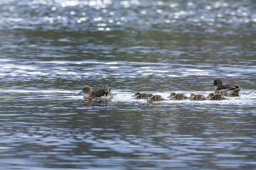 Andean Teal (Anas andium), photo 6
