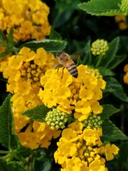Apis mellifera