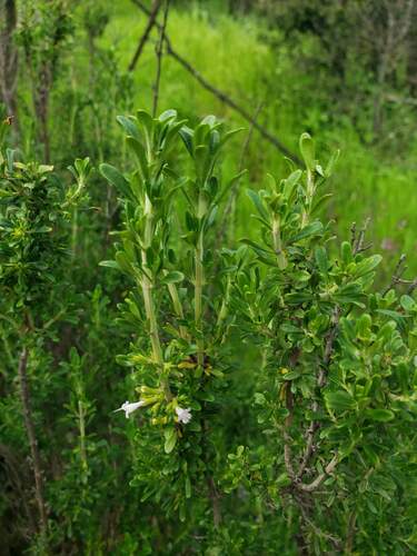 Clinopodium chilense, photograph 5