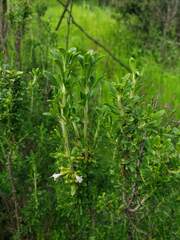 (c) Cesar Ormazabal, some rights reserved (CC BY) Clinopodium chilense, photograph (c) Cesar Ormazabal, some rights reserved (CC BY)