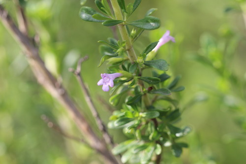 Clinopodium chilense, photograph 6