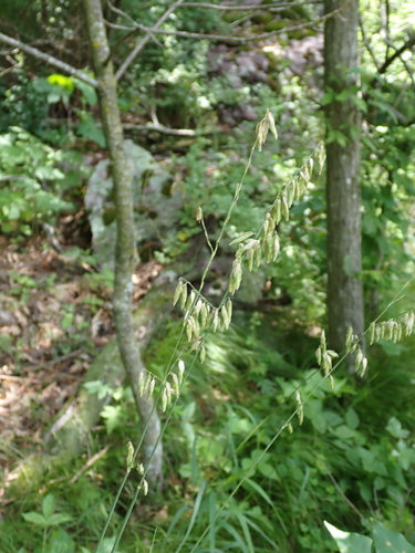 Melica nitens observed 2026-06-18