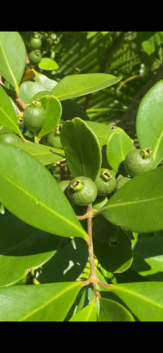 Psidium cattleianum observed 2026-06-19