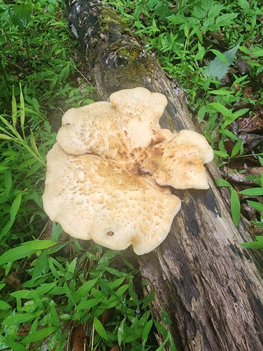 Dryad's Saddle