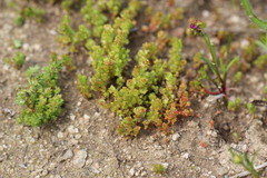 Crassula connata