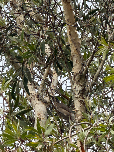 Helmeted Friarbird