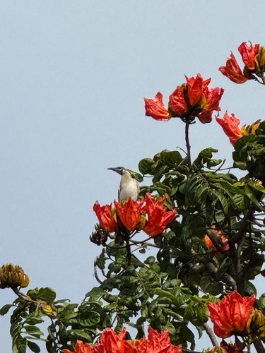 Little Friarbird