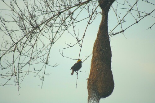 Baya Weaver