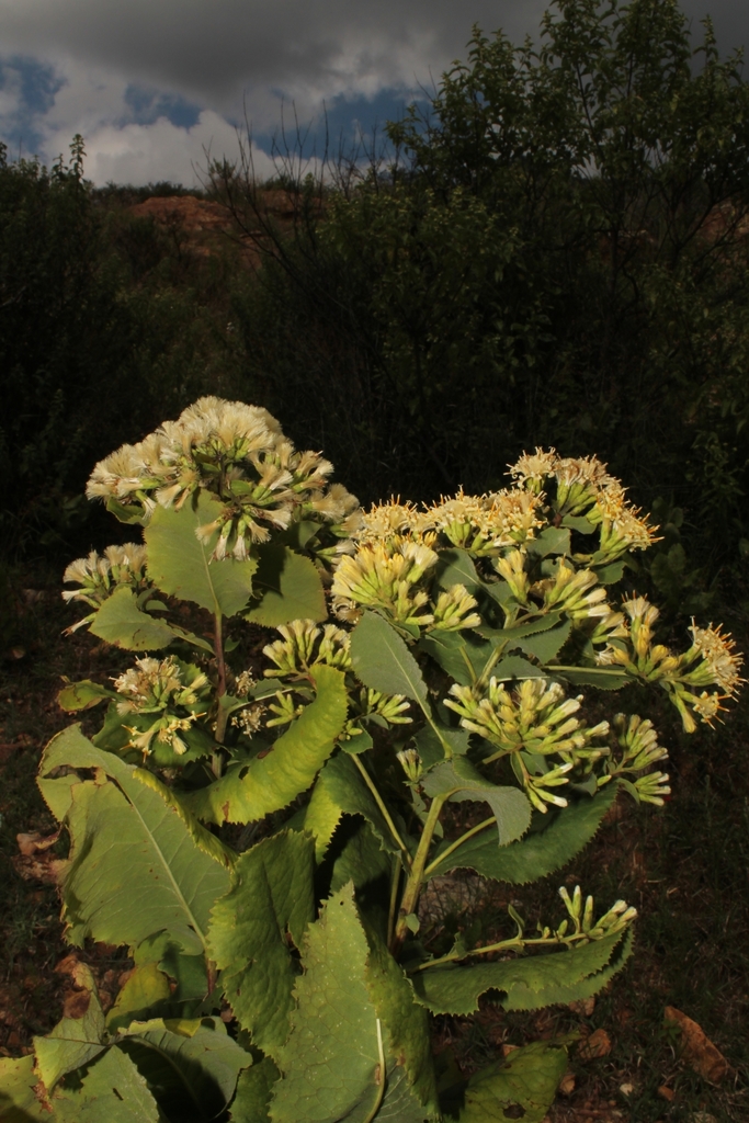 Acourtia durangensis
