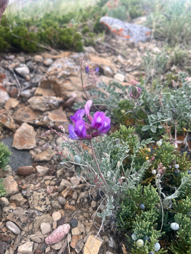 Missouri Milkvetch