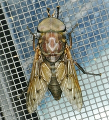 Tabanus proximus