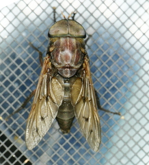 Tabanus proximus