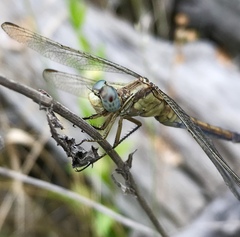 Orthetrum coerulescens anceps