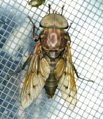 Tabanus proximus