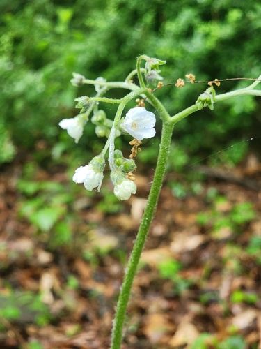 wild comfrey