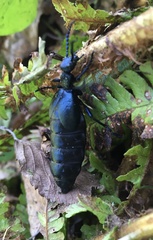 Meloe violaceus