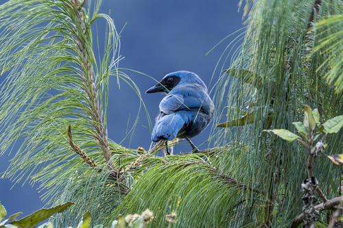 Turquoise Jay (Cyanolyca turcosa), photo 5