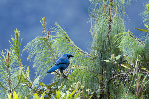 Turquoise Jay (Cyanolyca turcosa), photo 4