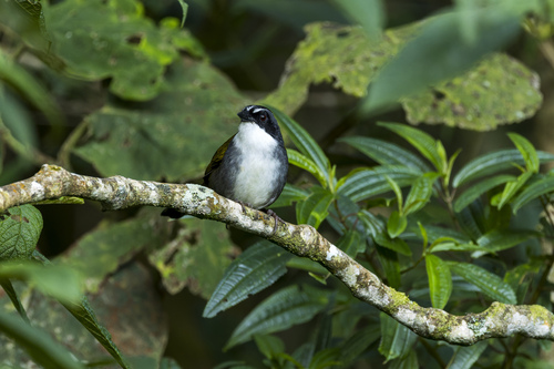 Grey-browed Brushfinch (Arremon assimilis), photo 8