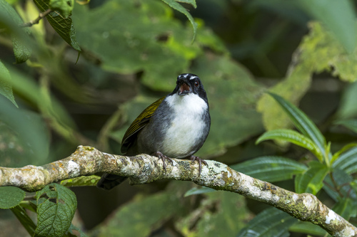 Grey-browed Brushfinch (Arremon assimilis), photo 7