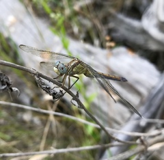 Orthetrum coerulescens anceps