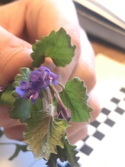 Glechoma hederacea