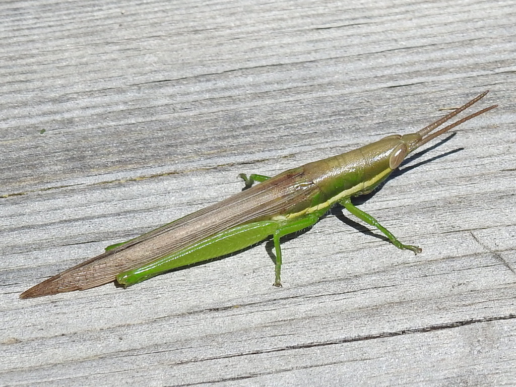 slender locust