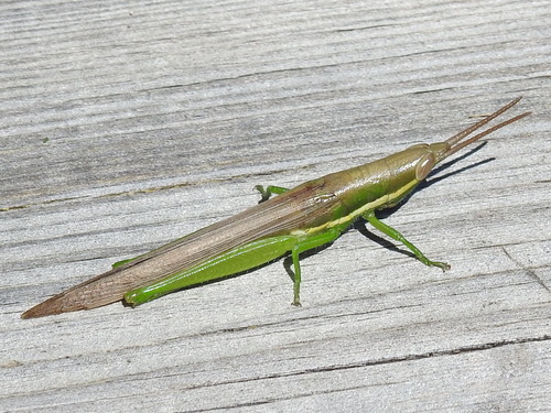 slender locust