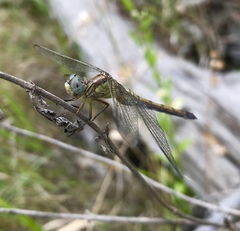 Orthetrum coerulescens anceps