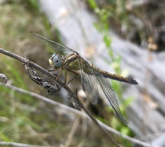 Orthetrum coerulescens anceps