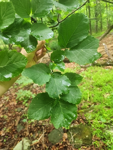 Witch Hazel