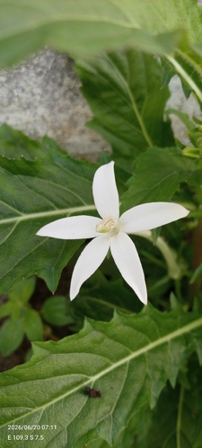 Star of Bethlehem