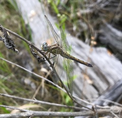 Orthetrum coerulescens anceps