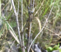 Orthetrum coerulescens anceps