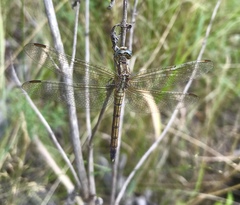 Orthetrum coerulescens anceps