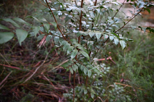 Sarcopteryx stipata, photograph 4