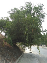 Semialarium mexicanum