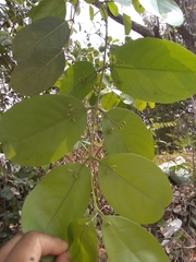 Semialarium mexicanum