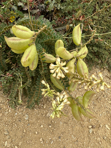 Astragalus nuttallii, photograph 6